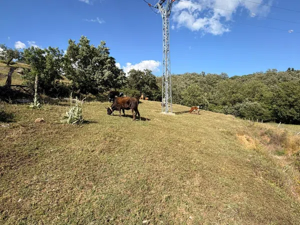 Finca rústica en Diseminado Casa Nueva, 17 - Foto 5