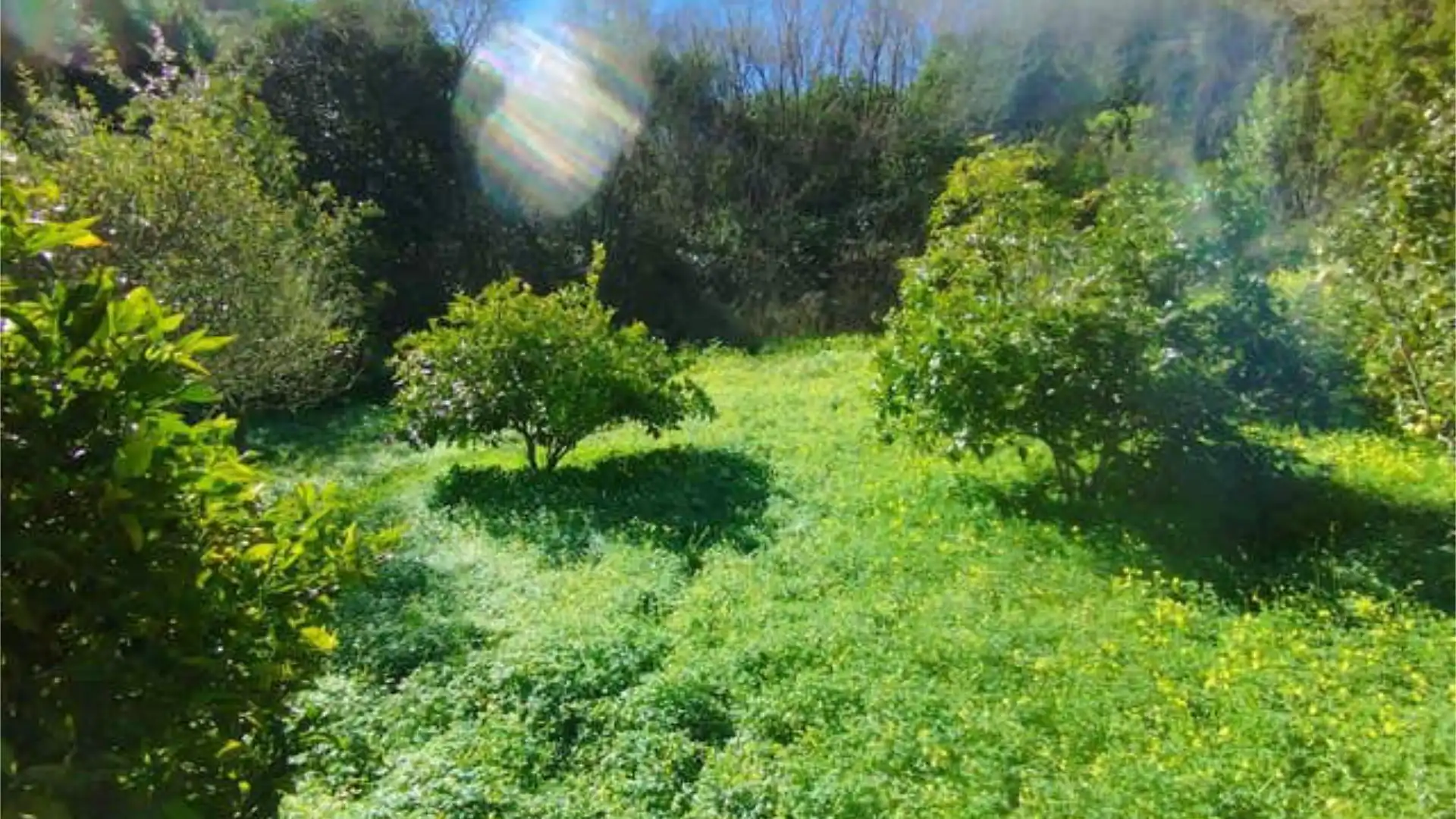 Chalet en EL LAURELAR - Foto 4