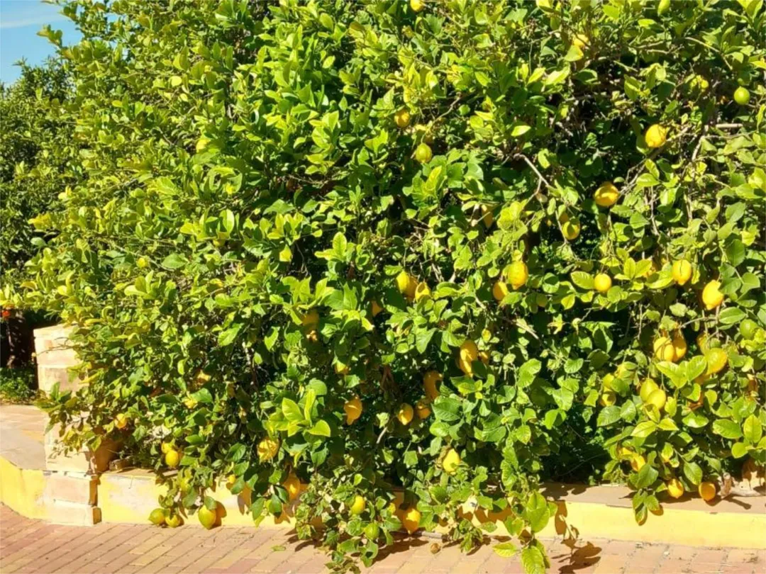 Piso en  Camino de Monteazahar 63 - Foto 14