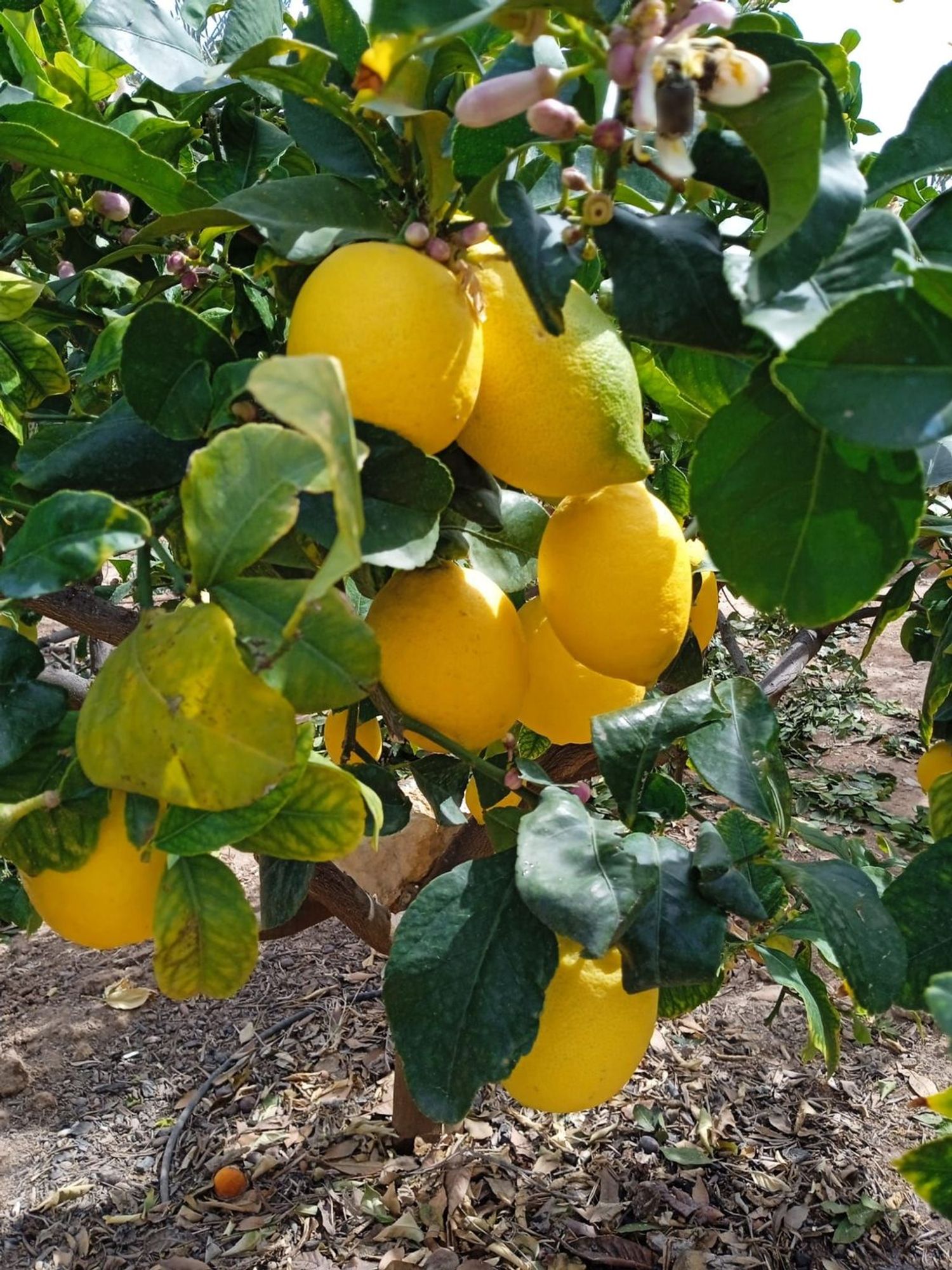 Casa independiente en Urb. rio park Valle del Sol - Rio Park - Foto 33