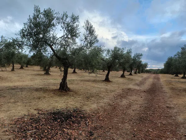 Cortijo en Cortijo en Ex-323 s/n - Foto 30