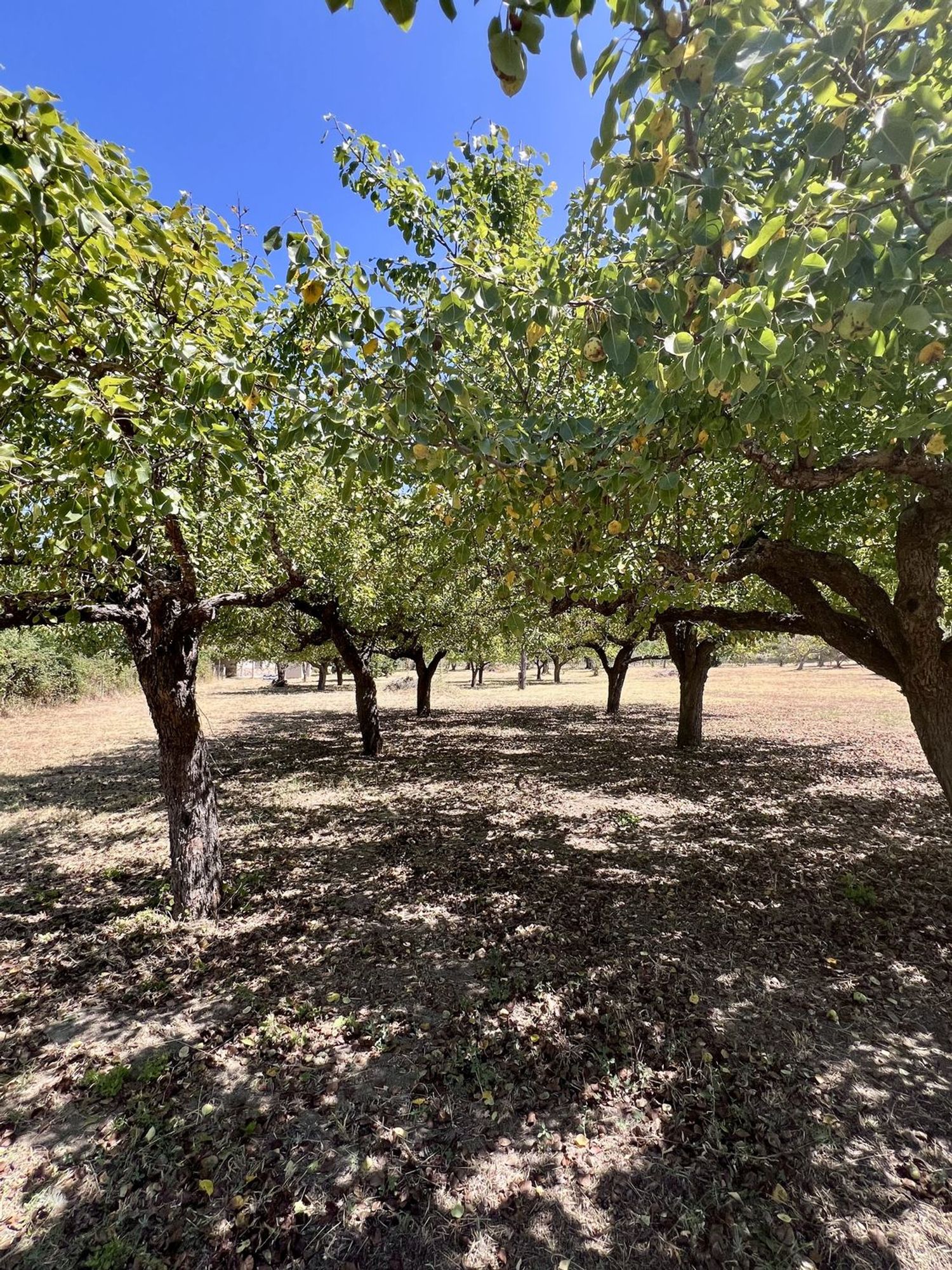Casa rural en Arenas de San Pedro - Foto 4