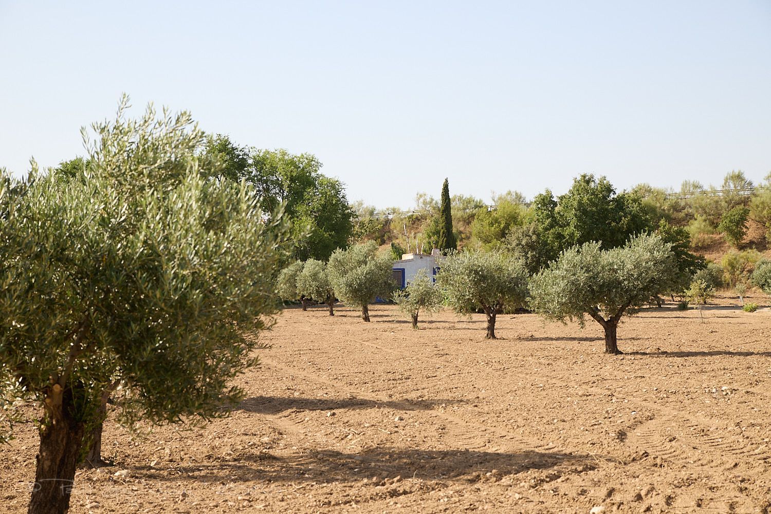 Finca rústica en Camino de la Mata s/n - Foto 10