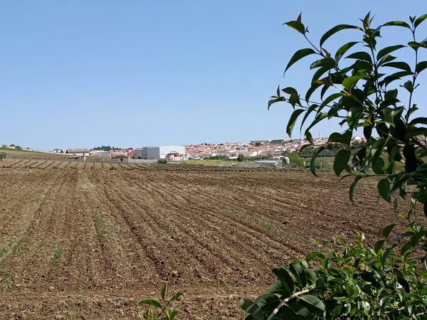 Finca rústica en Carretera los Santos de Maimona, 10 - Foto 6