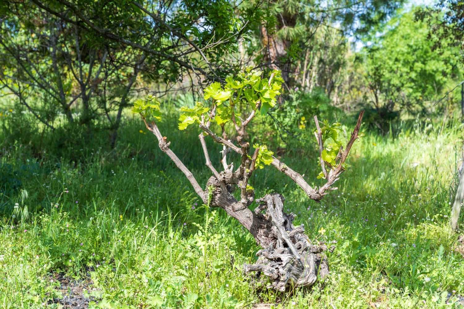 Casa rural en Camino de los Molinos s/n - Foto 10