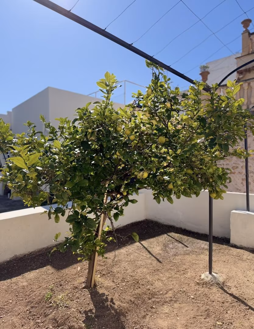 Planta baja en  Palma de Mallorca - Foto 11