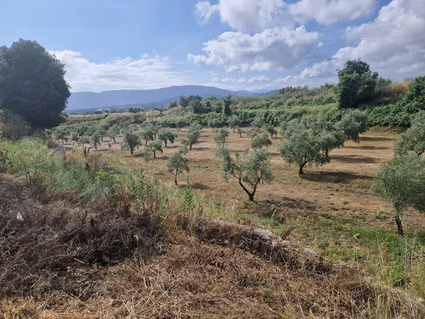 Finca rústica en Calle l'Alqueria d'Asnar, 3 - Foto 2