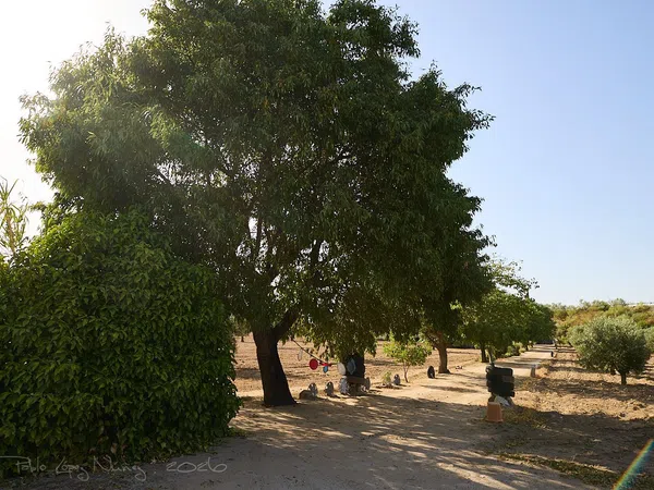 Finca rústica en Camino de la Mata s/n - Foto 9