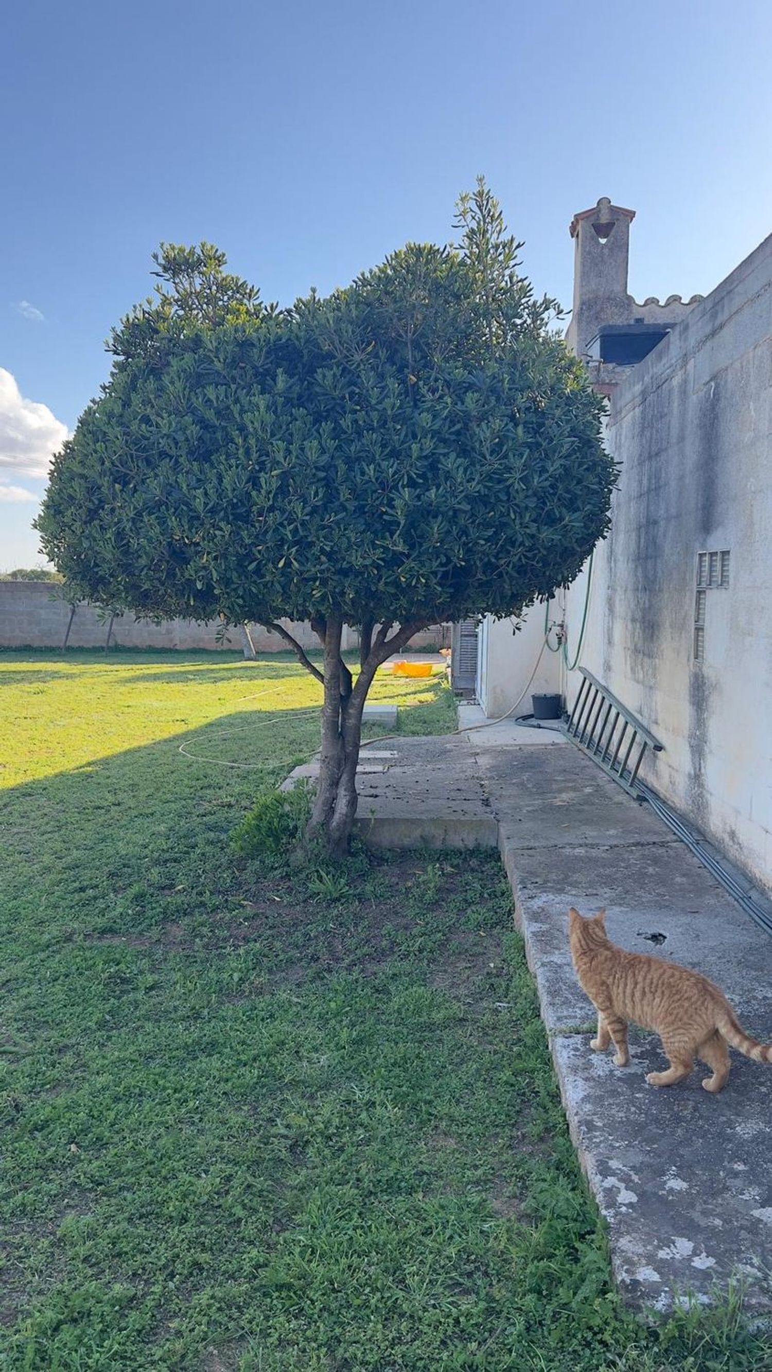 Casa independiente en Llucmajor Interior - Foto 3