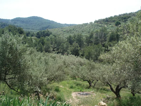 Finca rústica en Barranc Ulldellops s/n - Foto 17