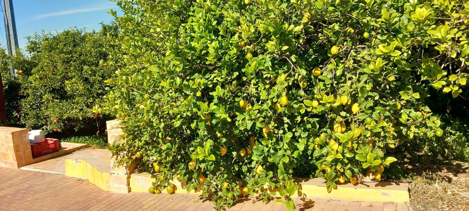 Finca rústica en calle Don Adrián, 1506 - Foto 16