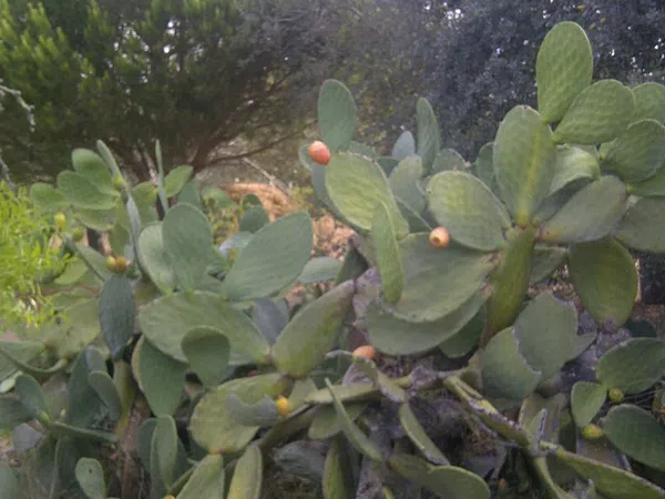 Casa independiente en camino de Melilla s/n - Foto 18