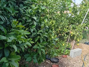 Planta baja en  Calle Galdames 83 - Foto 9