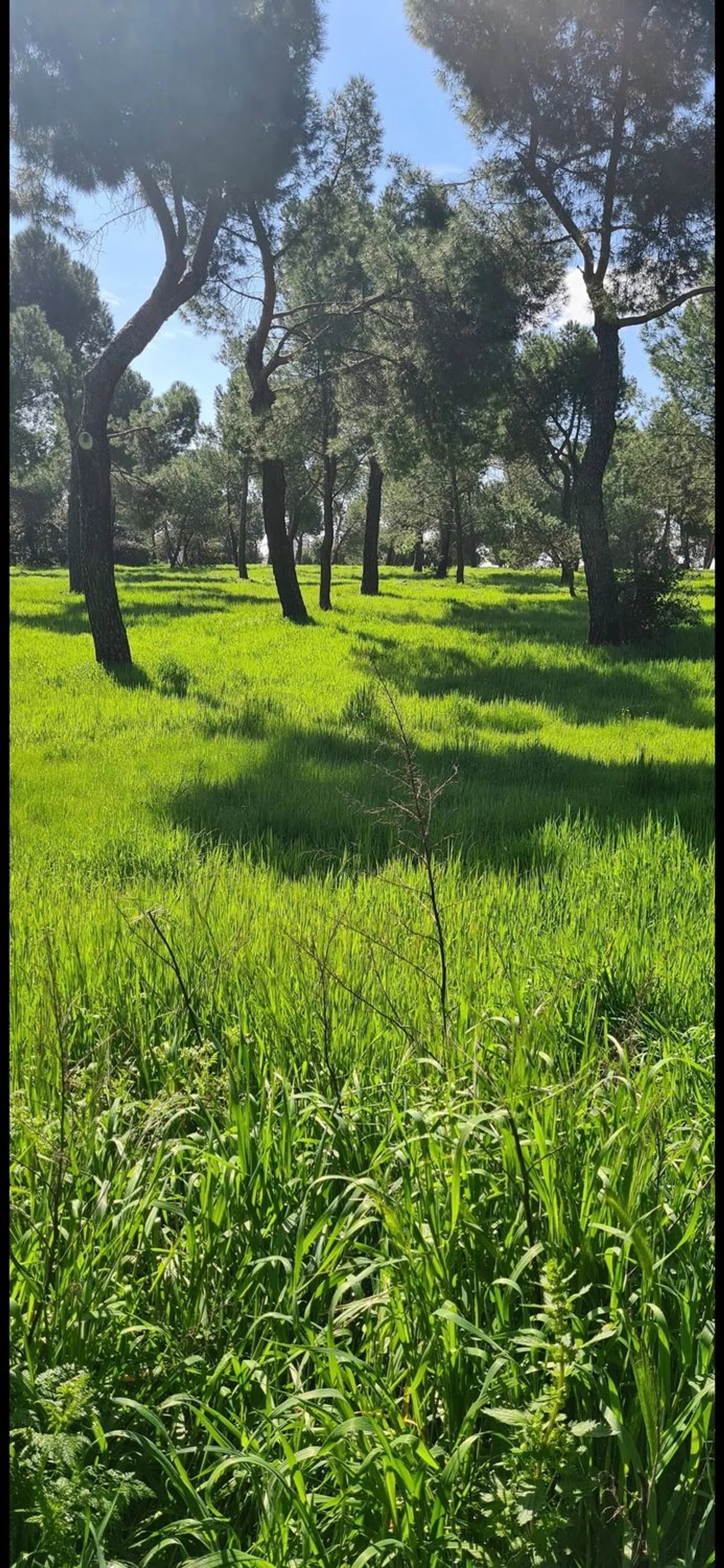 Estudio en Barrio Somosaguas - Foto 5