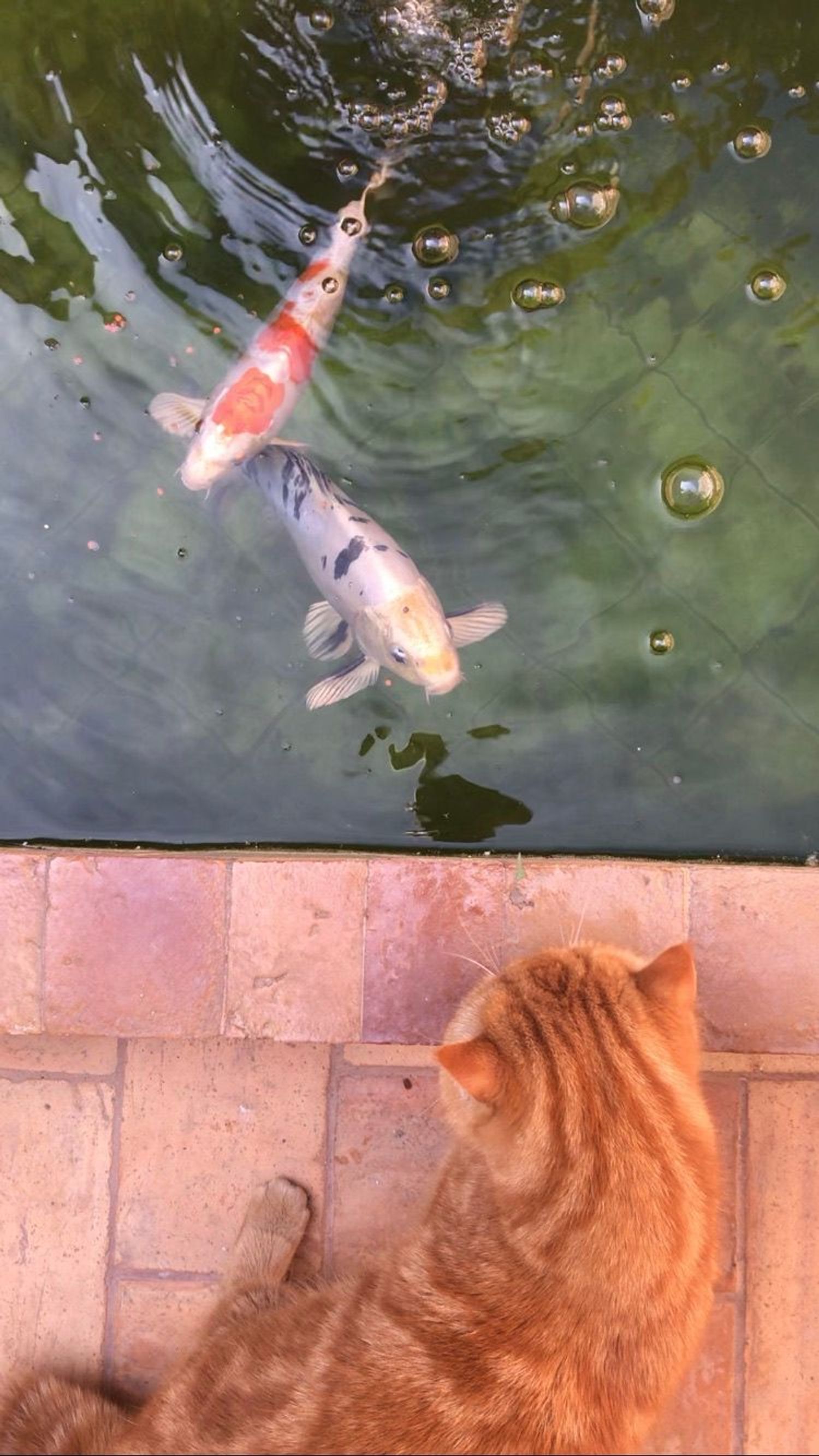 Estudio en calle del Ter, 31 - Foto 10