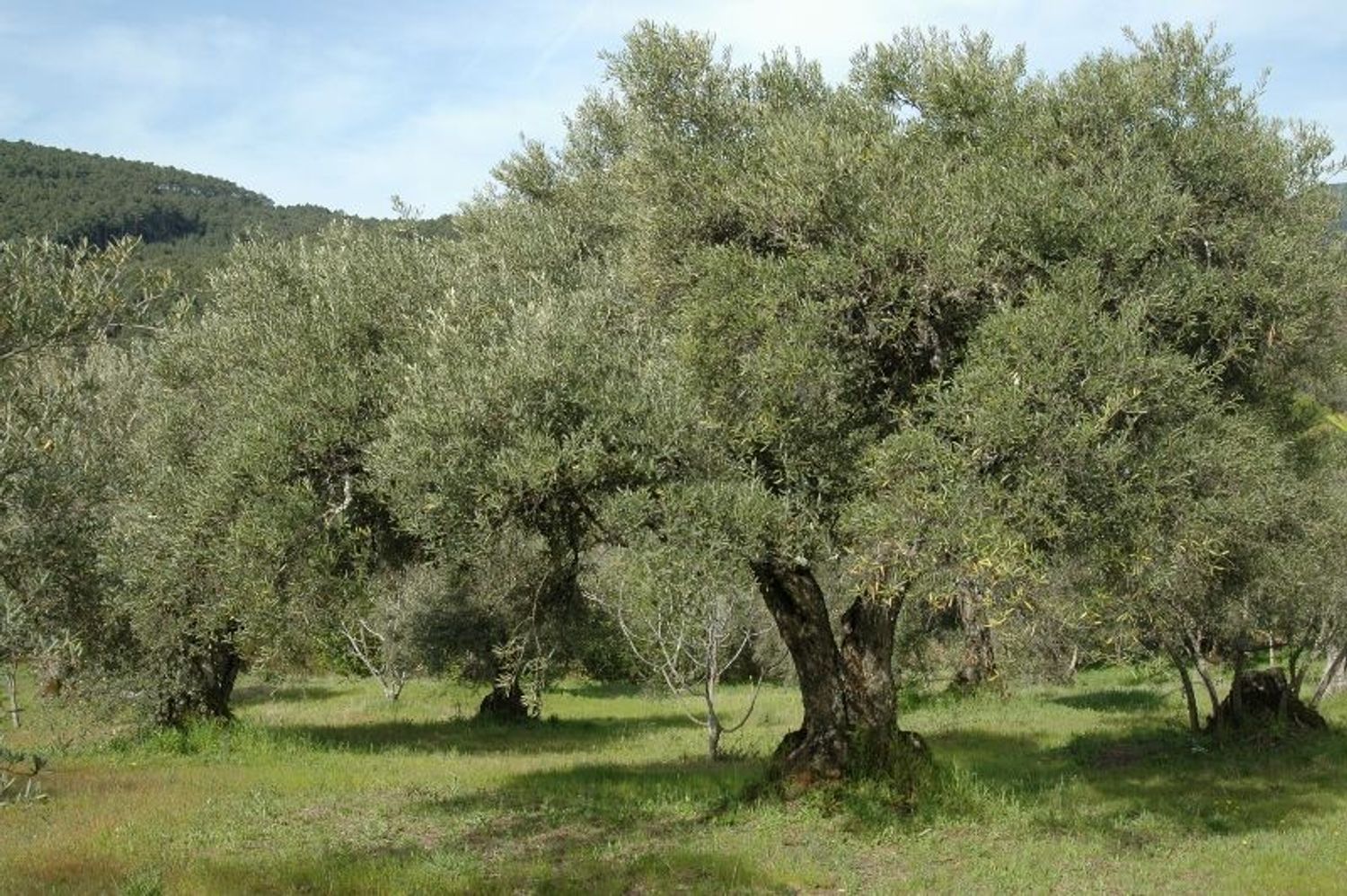 Finca rústica en Camino Piedra de los Berrocales, 11 -1 - Foto 4