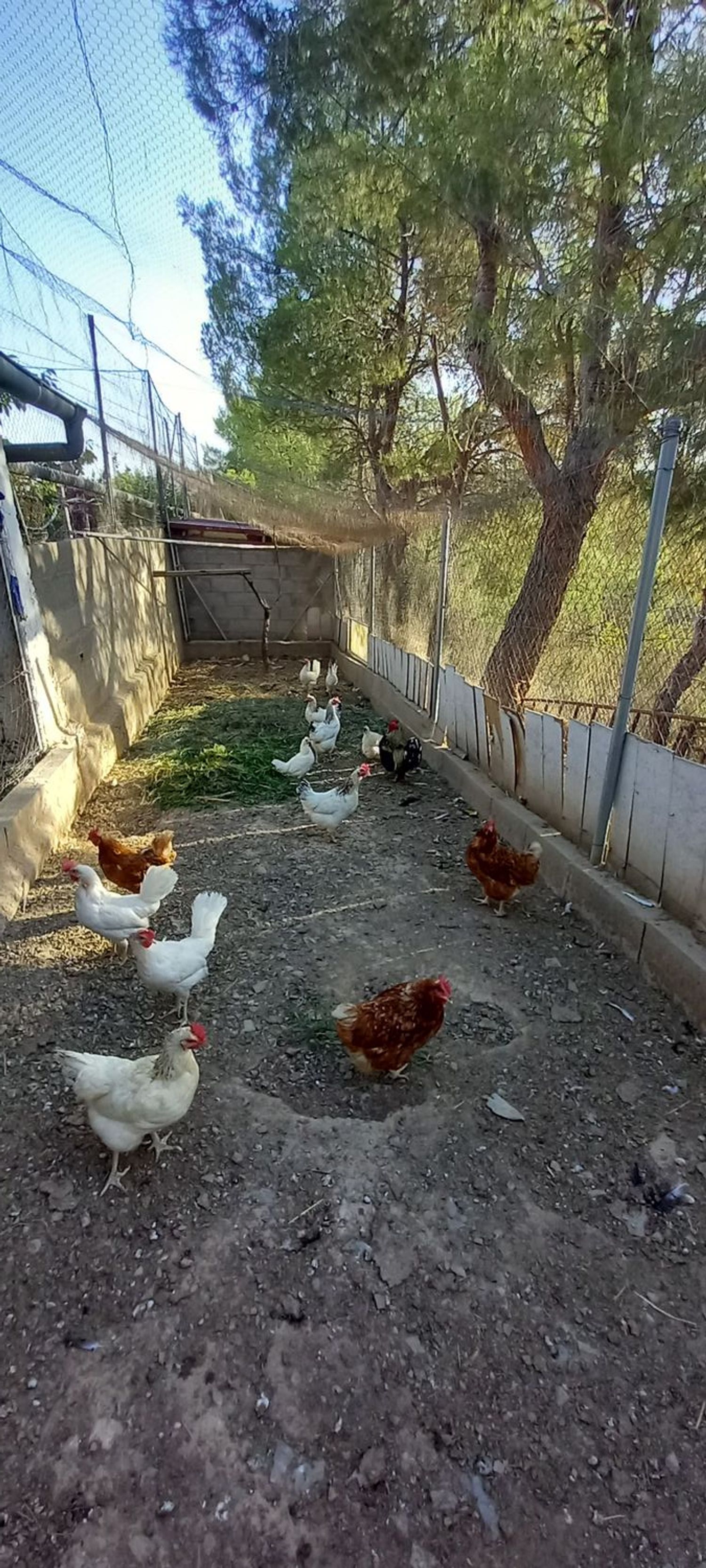 Finca rústica en Carretera de San Antonio s/n - Foto 18