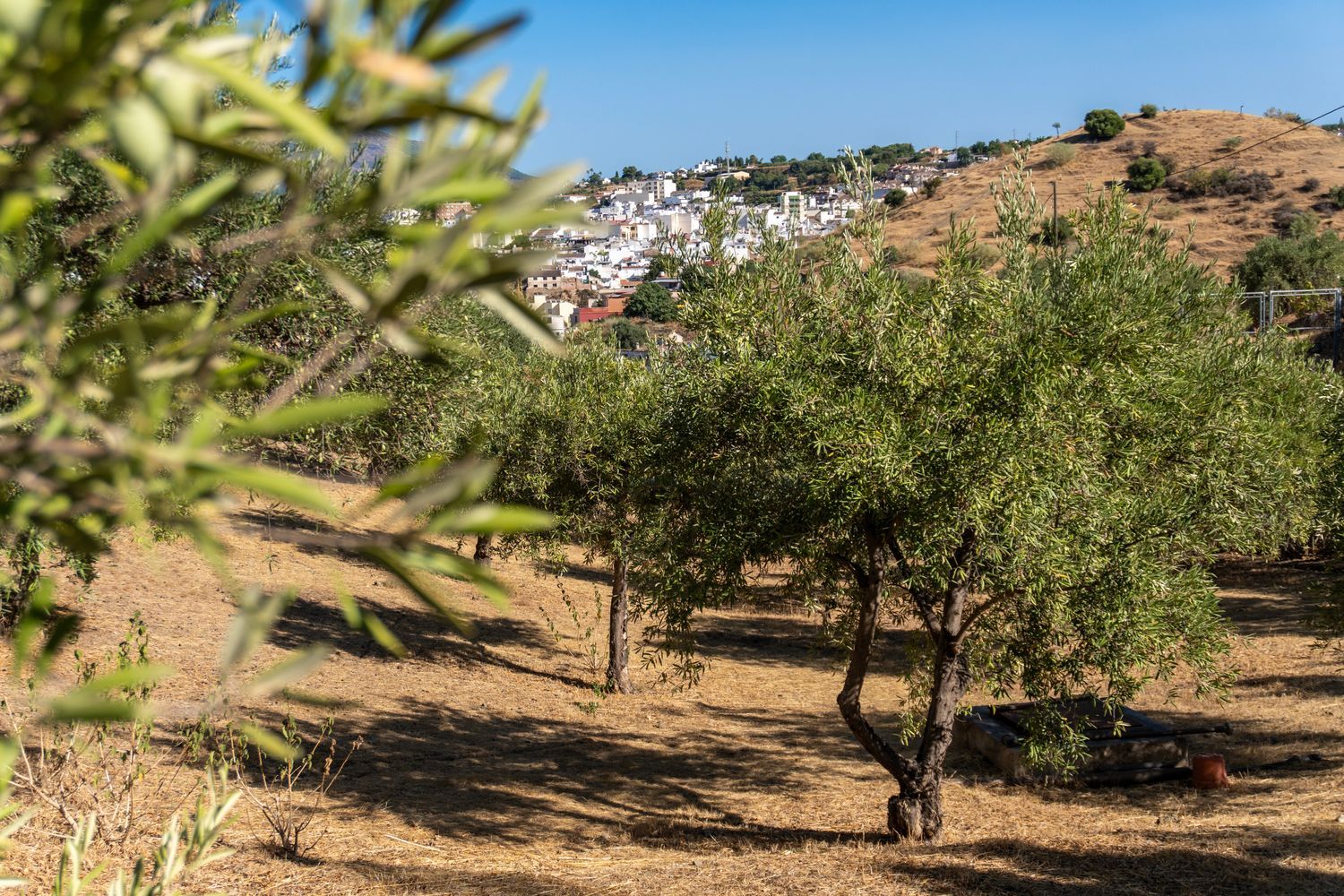 Finca rústica en San Anton, 110 - Foto 33