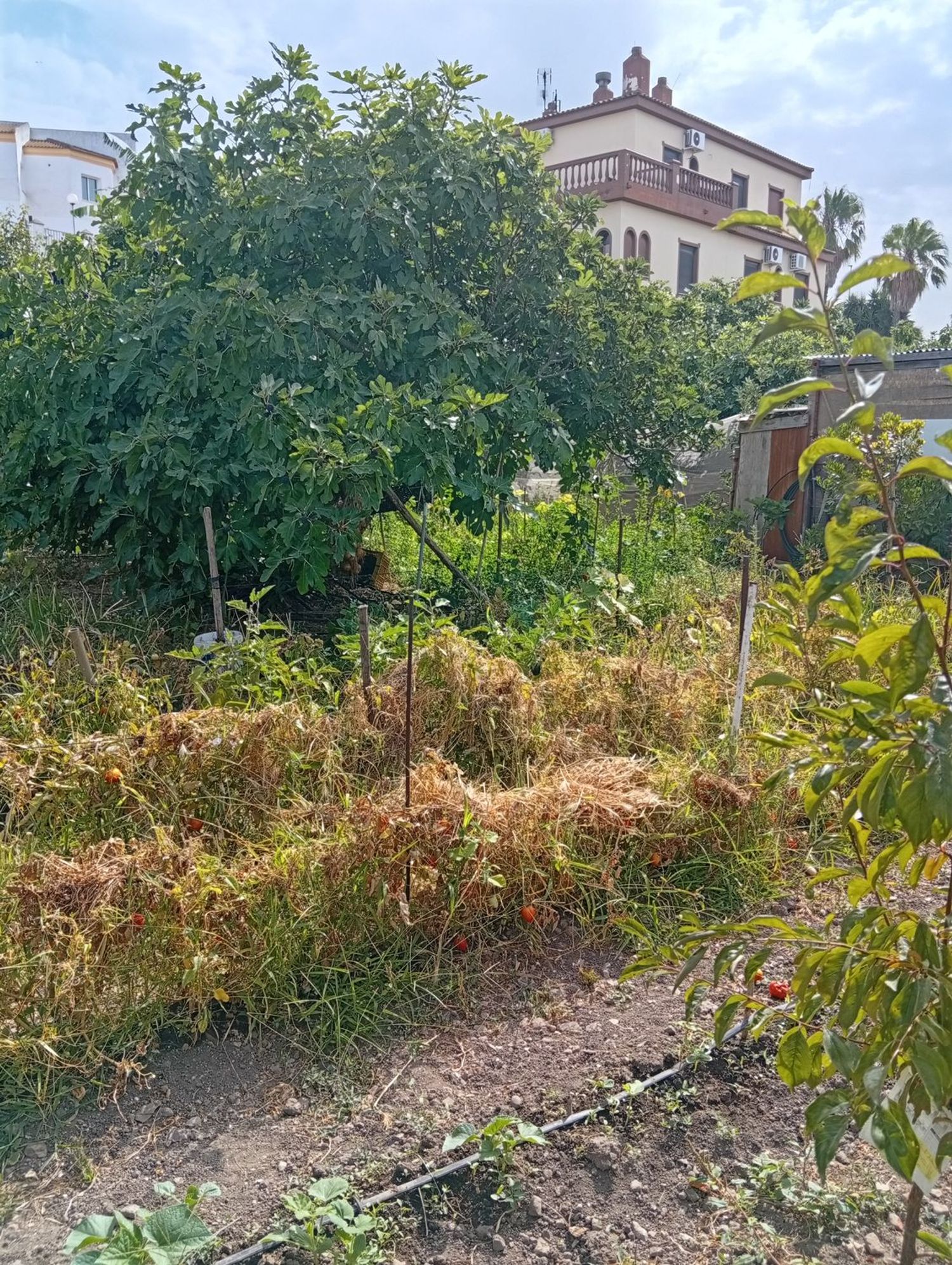 Finca rústica en Calle Galdames, 108, Ayamonte Pueblo, Ayamonte Pueblo - Foto 11