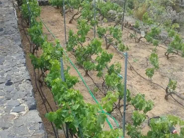 Finca rústica en  Carretera el Palmar 18 - Foto 3