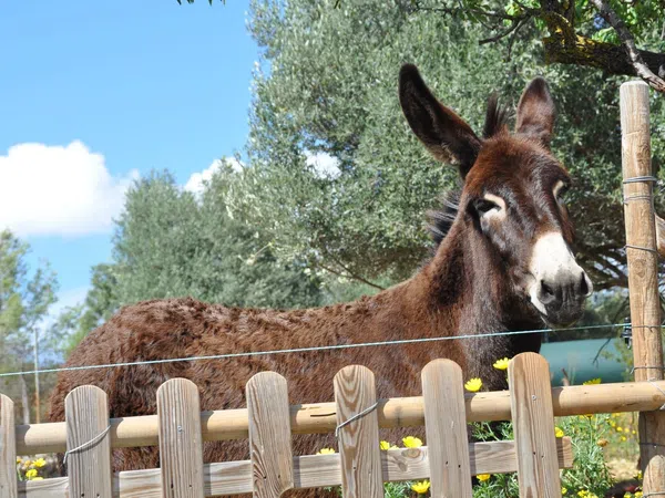 Casa rural en Son Roca - Son Ximelis - Son Anglada, Son Roca - Son Ximelis - Son Anglada - Foto 11