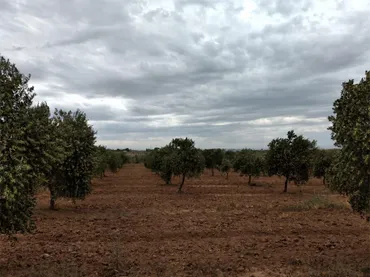 Finca rústica en - Foto 1