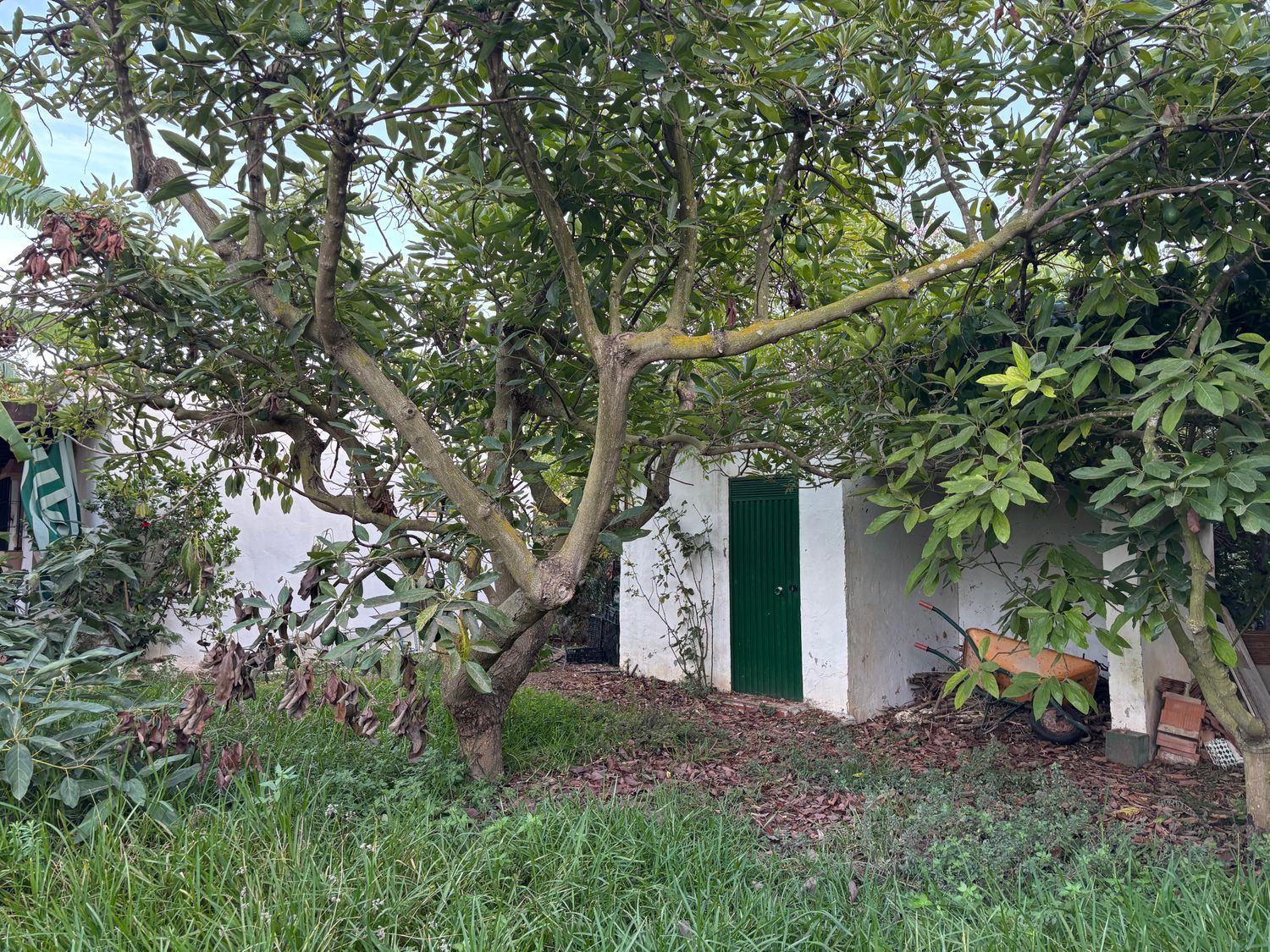 Finca rústica en Diseminado Diseminados, 544, Avda Pescia - Ctra de Frigiliana, Avda Pescia - Ctra de Frigiliana - Foto 11