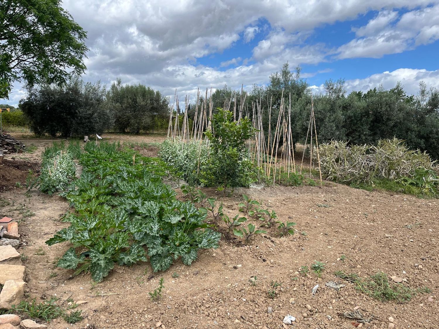 Finca rústica en Camino Cortijo Rebollo s/n - Foto 9