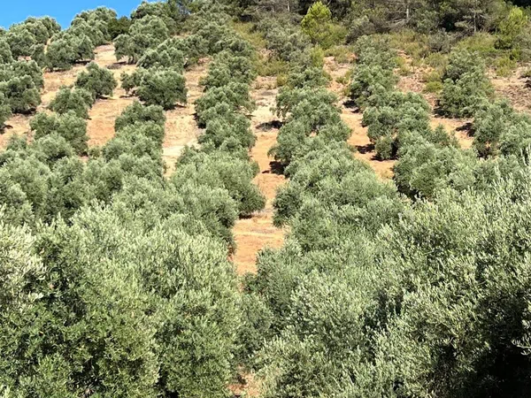 Cortijo en Carretera a Cortijos Nuevos s/n - Foto 18
