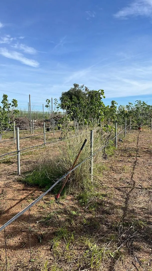Finca rústica en avenida Avinguda del Cid 112 - Foto 11