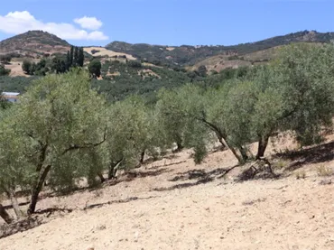 Finca rústica en  Poligono 164 464 - Foto 1