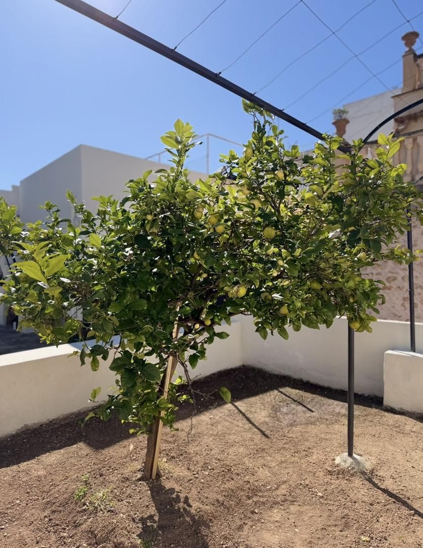 Planta baja en  Carrer de Can Socies 6 - Foto 2