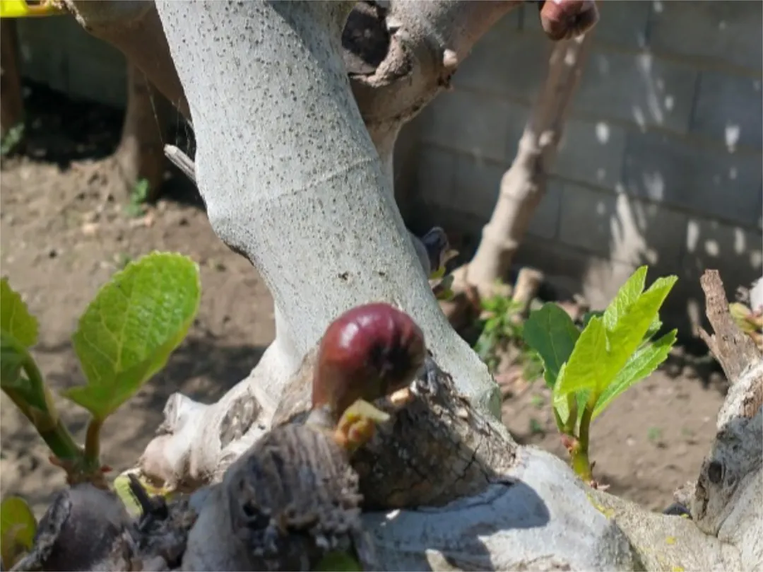 Chalet en  Calle las Buganvillas 27 - Foto 57