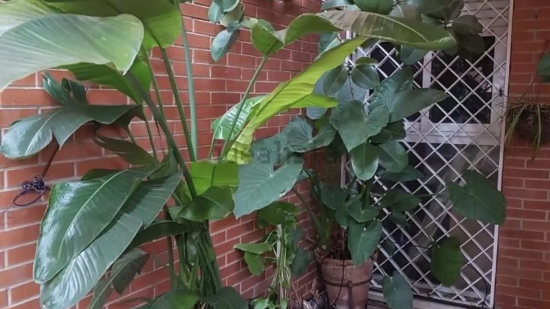 Piso en  Calle Cueva del Gato 3 - Foto 1