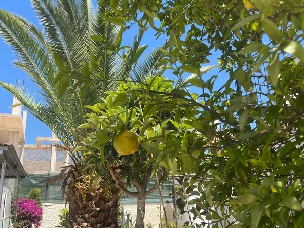 Casa o chalet independiente en Avenida Mimosas, 16, Cala de Finestrat, Cala de Finestrat - Foto 24