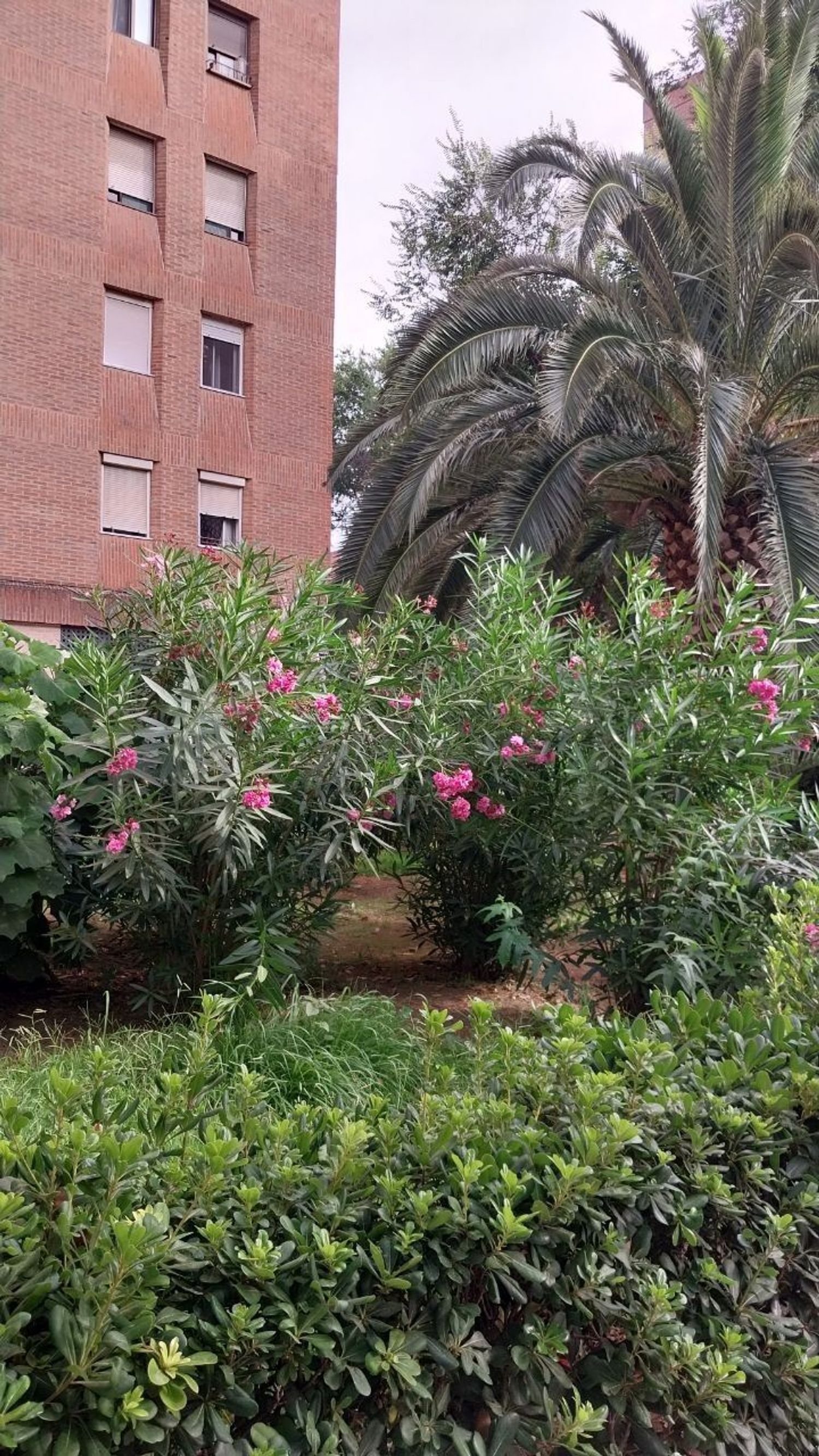 Piso en Plaza Poeta Badenes, 2, Na Rovella - Foto 28