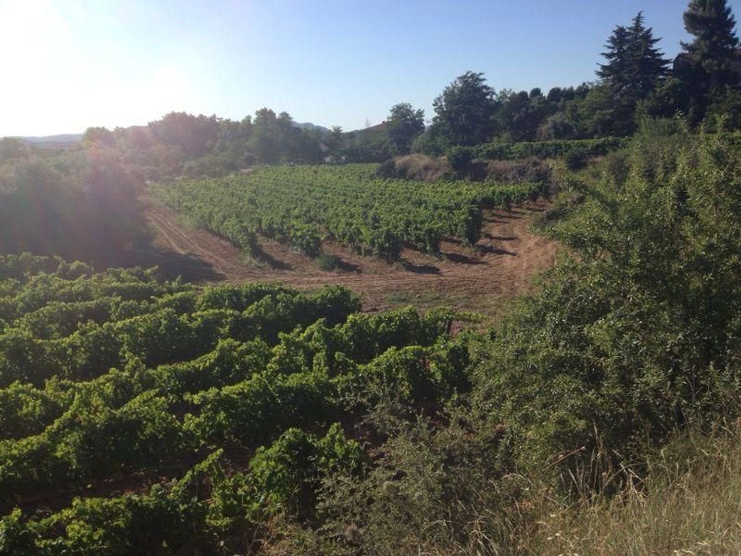 Finca rústica en Camino de Fontanals, 41 AntiguacarreteradeReus - Foto 3