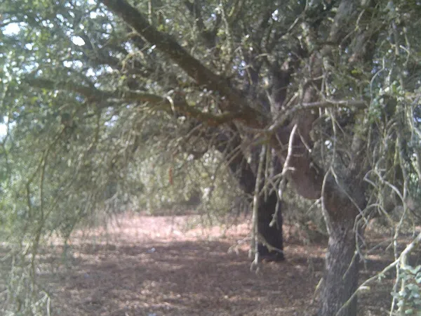Casa independiente en camino de Melilla s/n - Foto 7