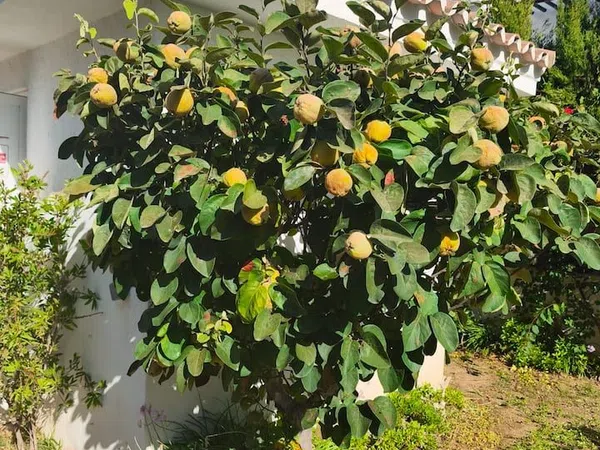Piso en Urbanización Los Naranjos de Marbella, 5 FaseApto - Foto 24