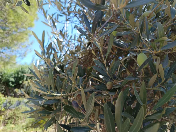 Cortijo en Cortijo en Partida Poligono 22, 220, Zona Llombai, Zona Llombai - Foto 27