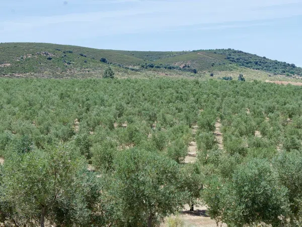 Finca rústica en Ex-387 s/n - Foto 40