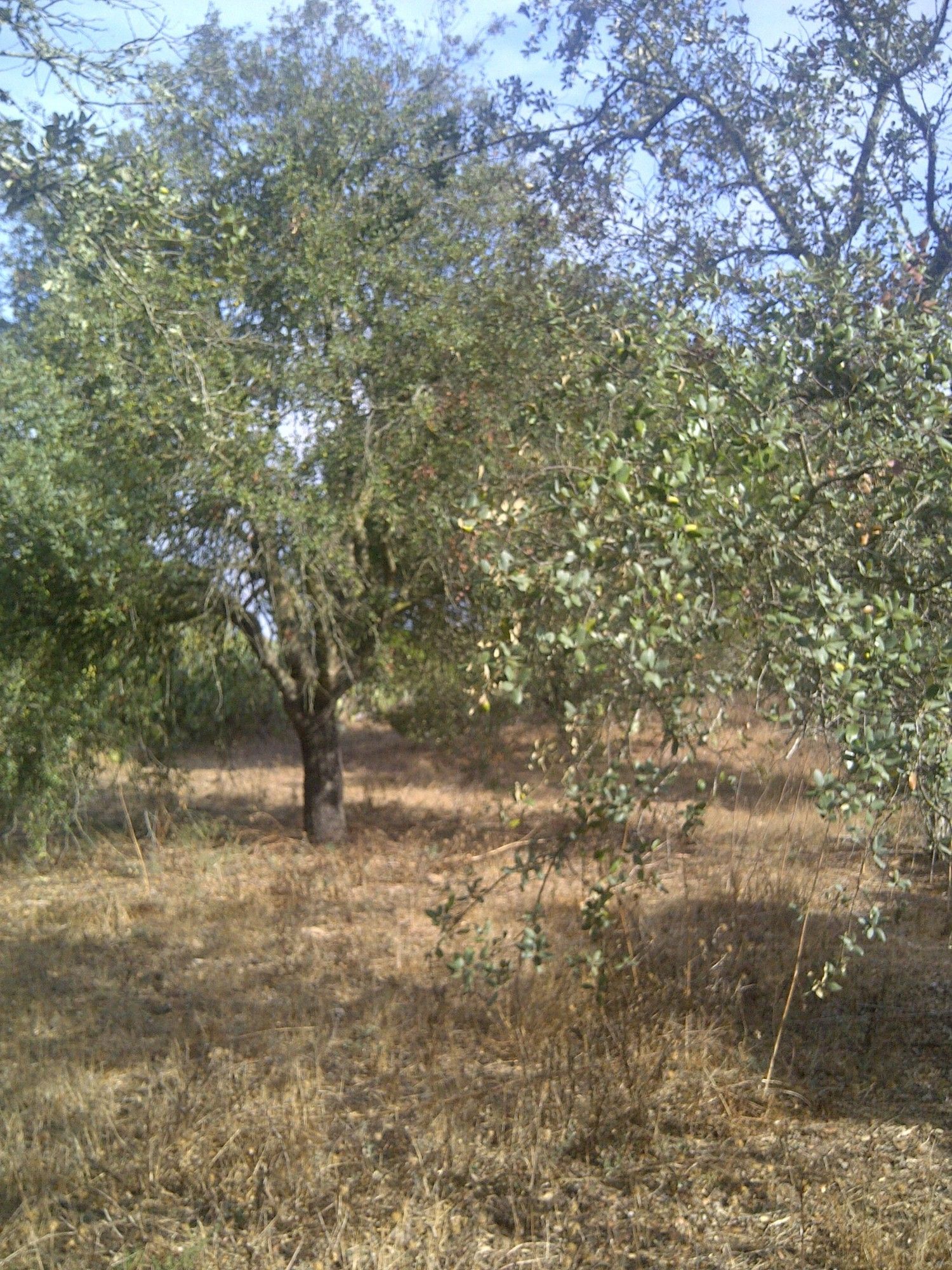 Casa independiente en camino de Melilla s/n - Foto 9
