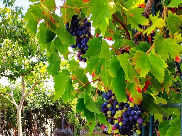 Casa independiente en Urbanización Lomas de Mijas, 3 b - Foto 19