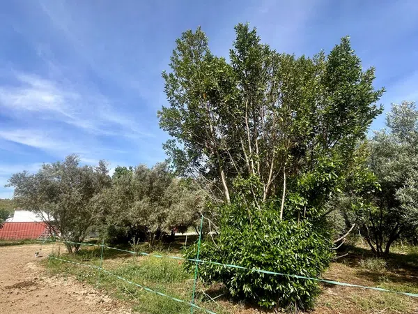 Finca rústica en Diseminado Poligono, 38 - Foto 11