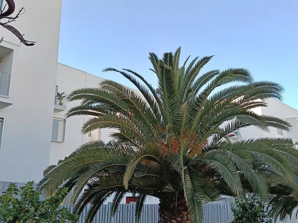 Piso en calle Cocotero, 14 - Foto 14