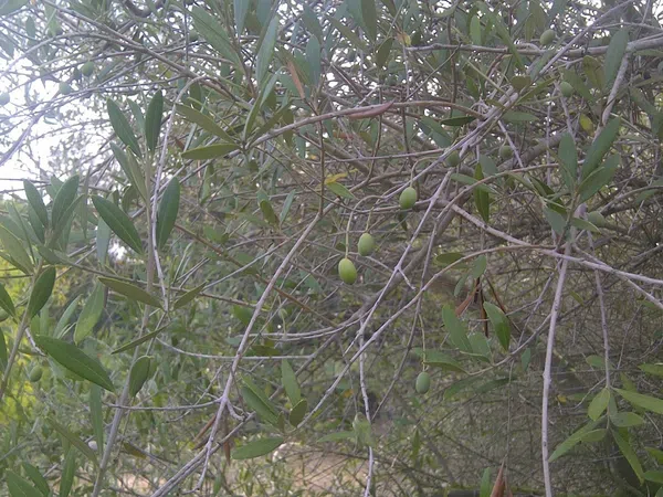 Casa independiente en camino de Melilla s/n - Foto 17