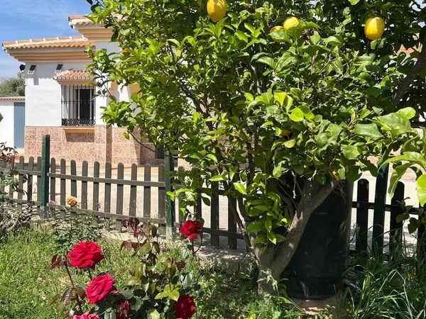 Finca rústica en Via Diseminado El Lentiscar s/n - Foto 5