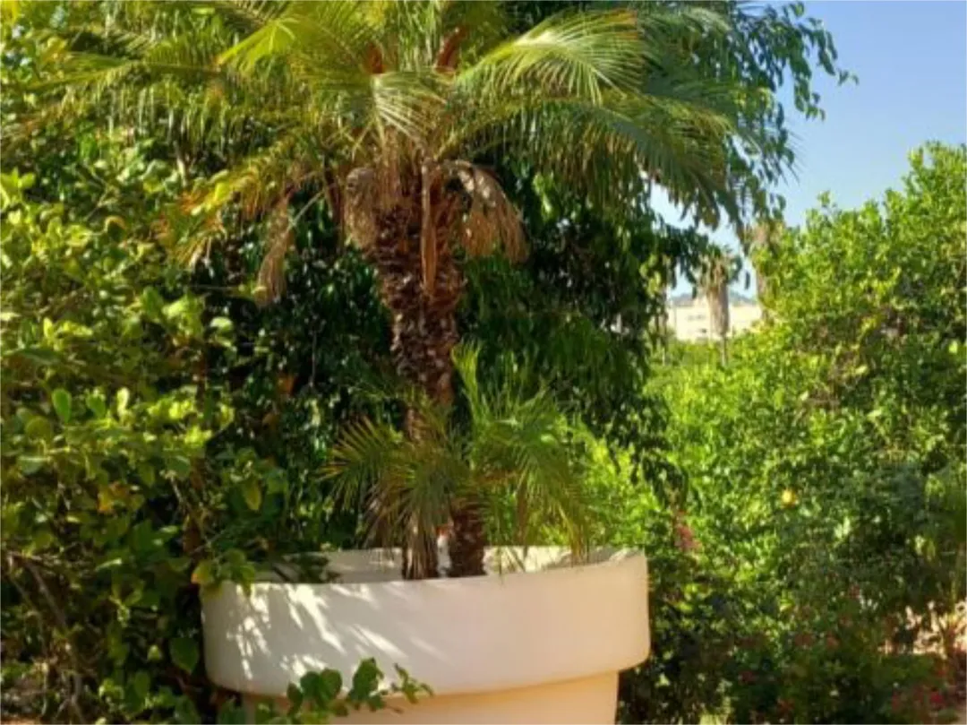 Piso en  Camino de Monteazahar 63 - Foto 3