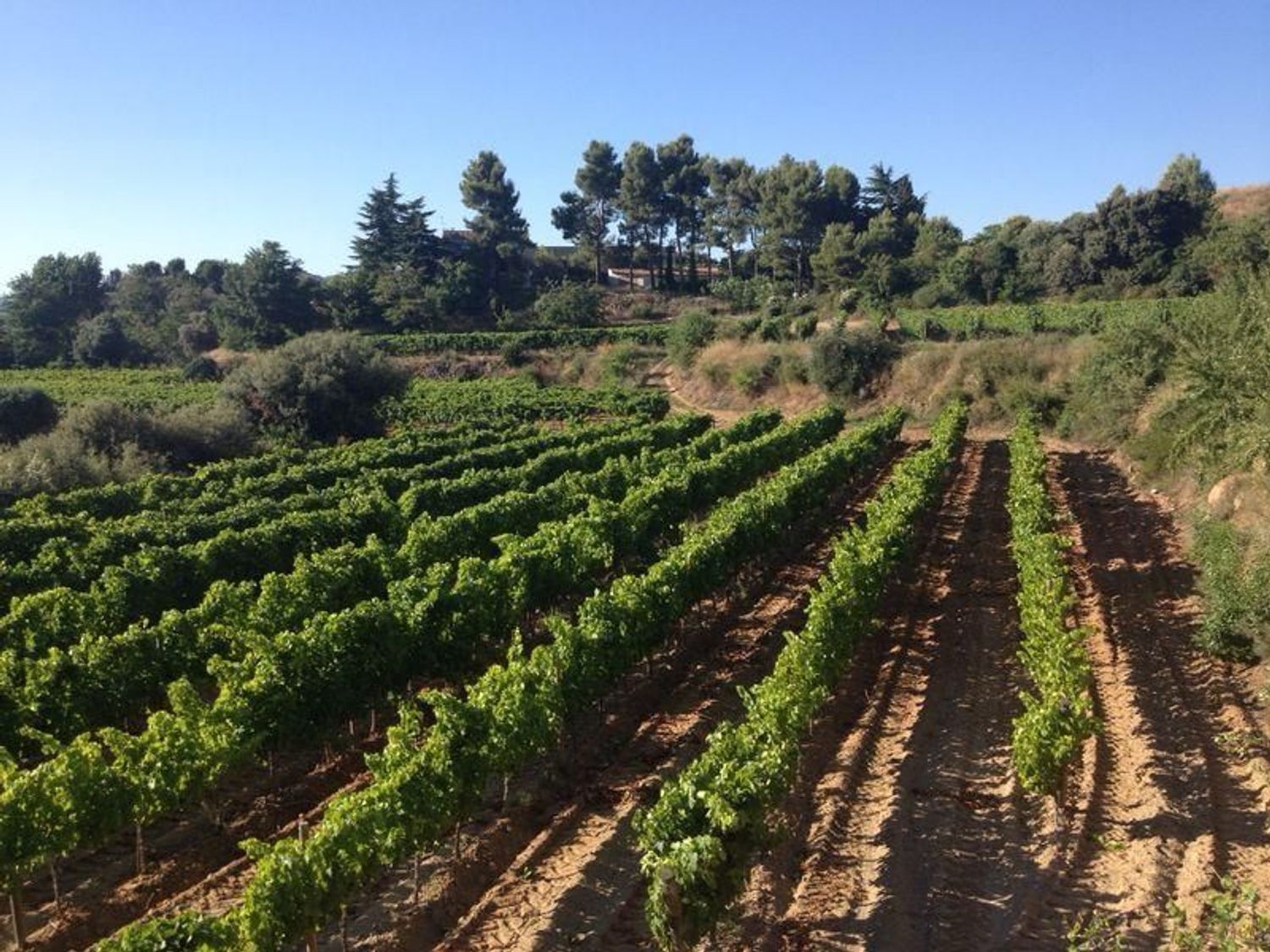 Finca rústica en Camino de Fontanals, 41 AntiguacarreteradeReus - Foto 4