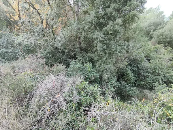 Finca rústica en Vall de sant Marc, la torrussolla s/n - Foto 21
